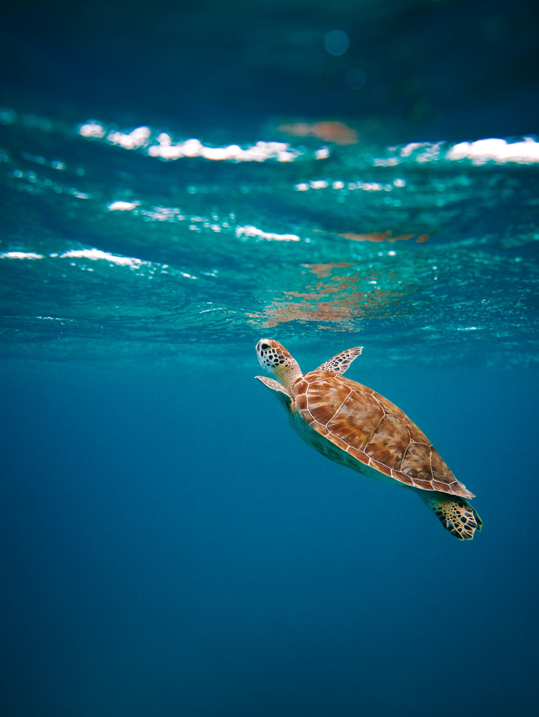 young sea turtle coming up for air