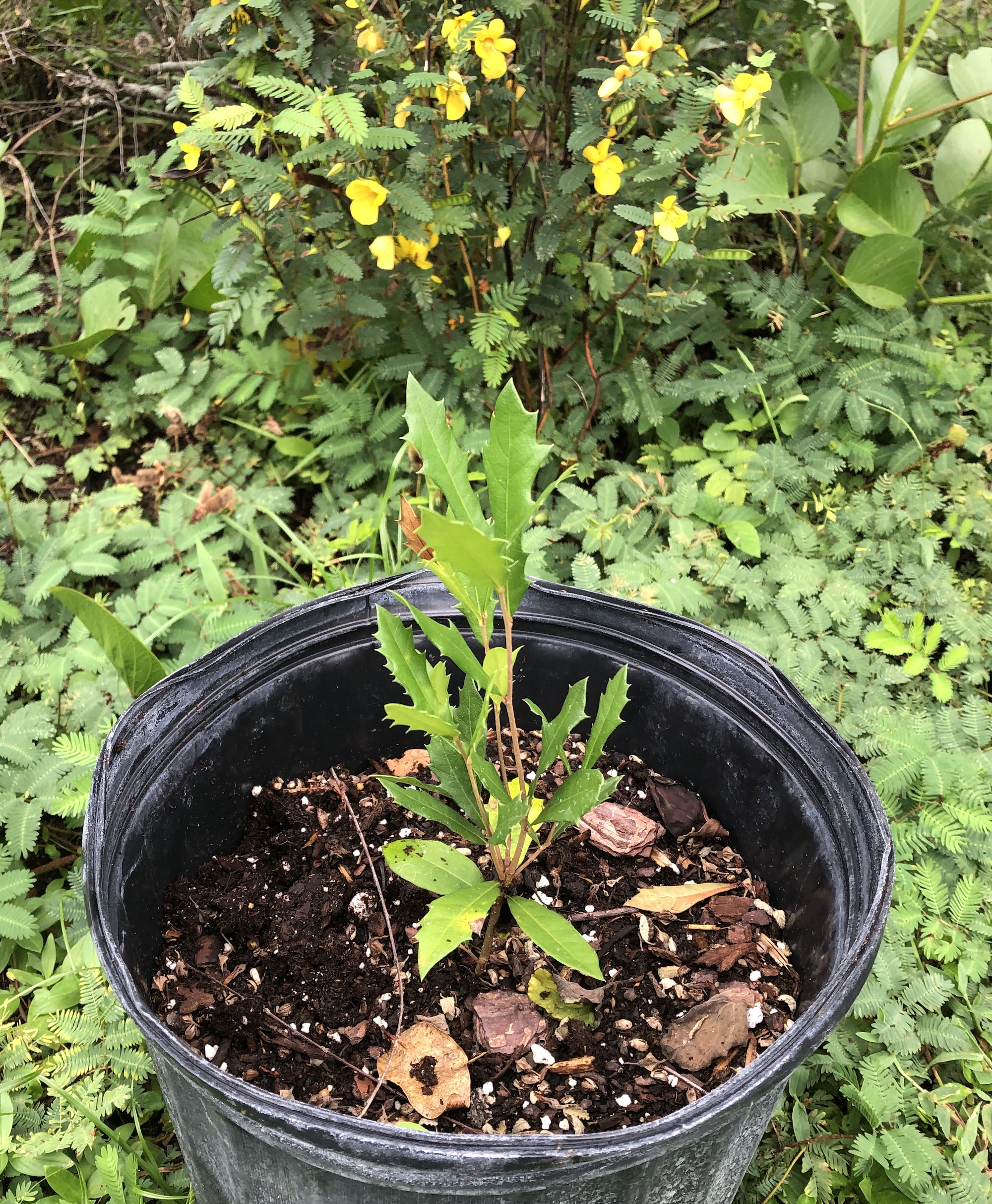 a baby oak