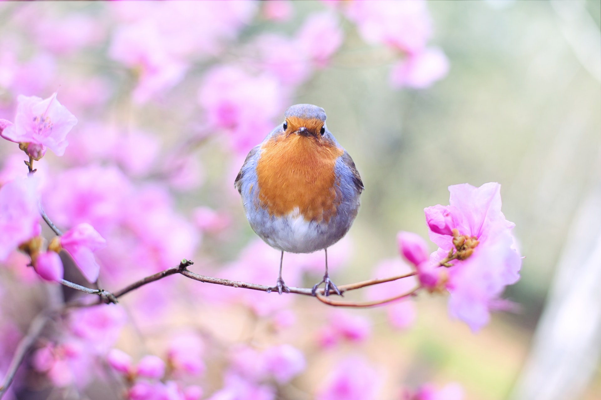 hopeful bird on branch