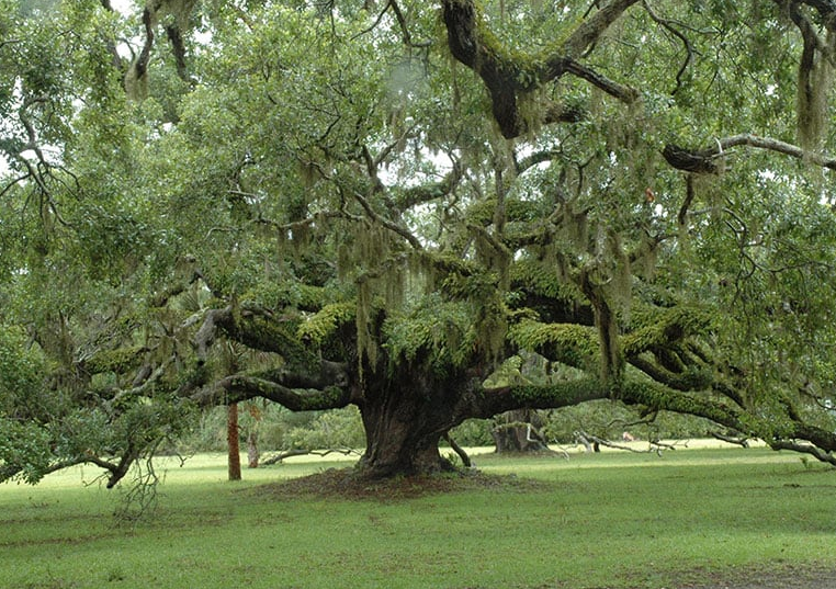 a Florida oak tree