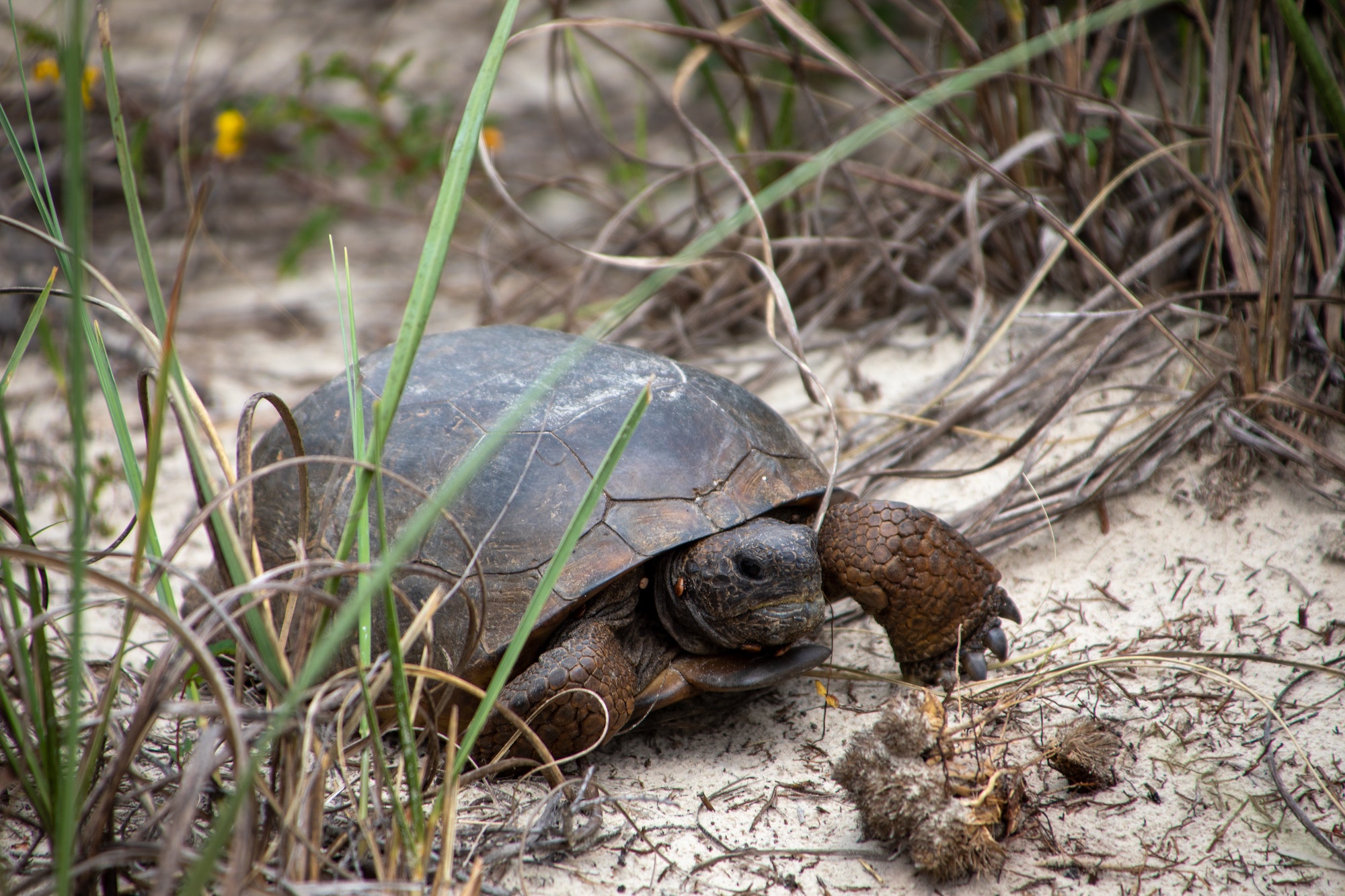 a hopeful tortoise