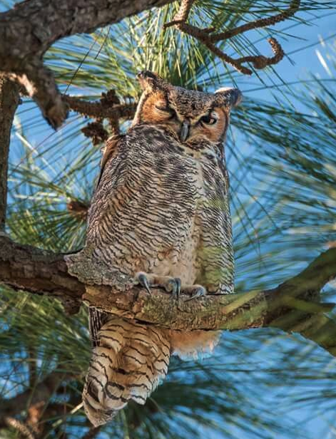 a horned owl