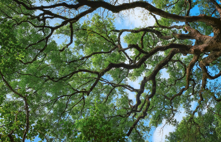 a Florida oak tree