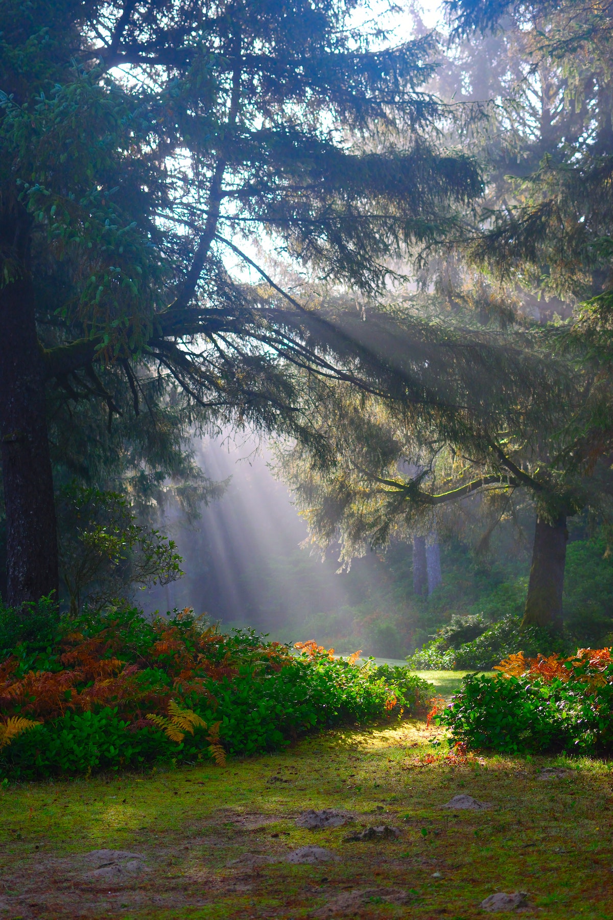 sunbeams in a park