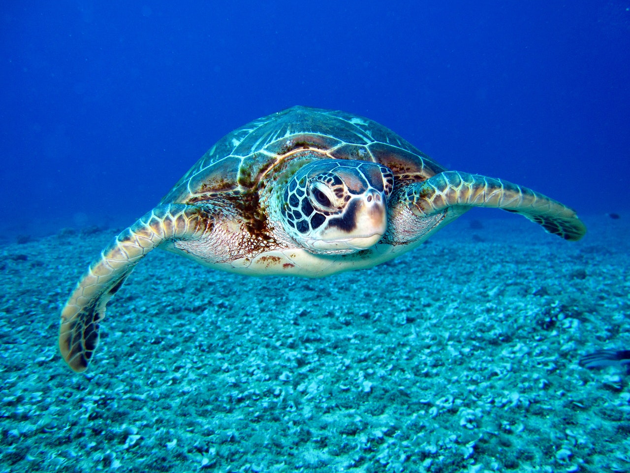 a loggerhead turtle swimming