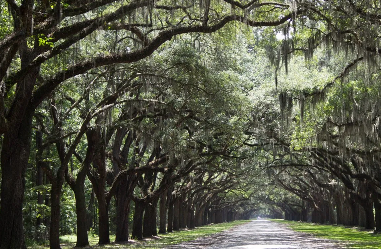 a row of beautiful trees